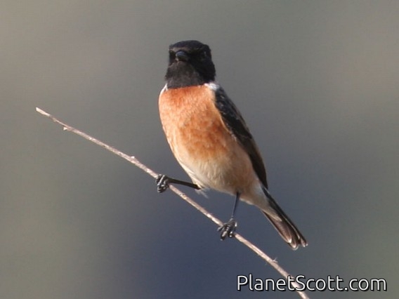 Siberian Stonechat (Saxicola maurus)