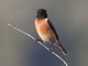 Siberian Stonechat (Saxicola maurus)
