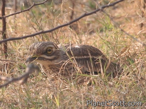 Indian Thick-knee (Burhinus indicus)