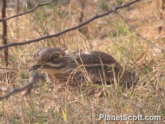 Indian Thick-knee (Burhinus indicus)