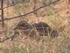 Indian Thick-knee (Burhinus indicus) 