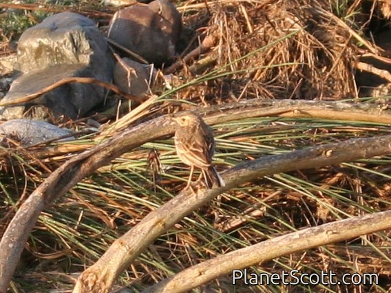 Tawny Pipit (Anthus campestris)