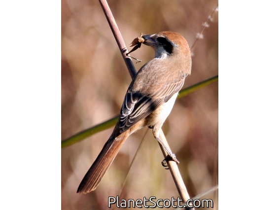 Brown Shrike (Lanius cristatus)