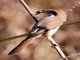 Brown Shrike (Lanius cristatus)