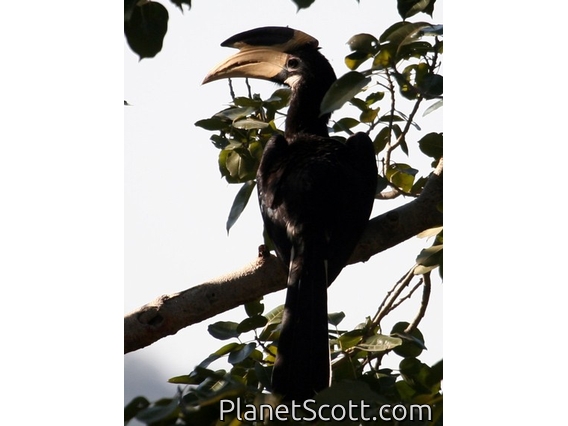 Malabar Pied-Hornbill (Anthracoceros coronatus)