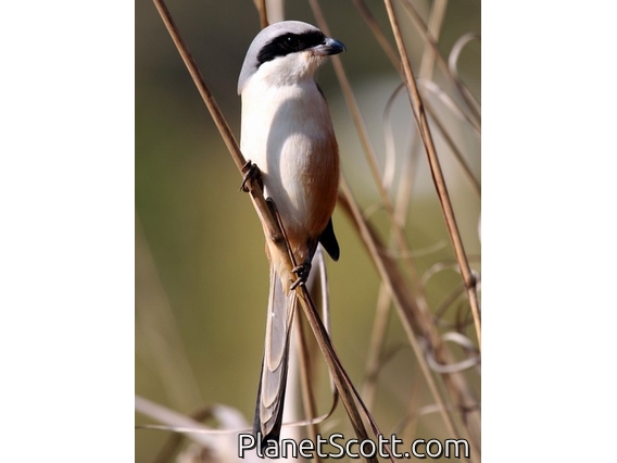 Long-tailed Shrike (Lanius schach)