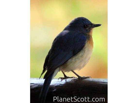 Tickell's Blue-Flycatcher (Cyornis tickelliae)