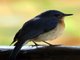Tickell's Blue-Flycatcher (Cyornis tickelliae)
