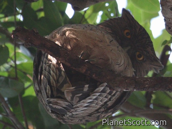 Brown Fish-Owl (Ketupa zeylonensis)