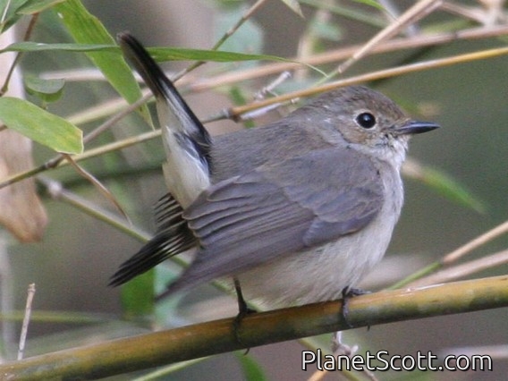 Taiga Flycatcher (Ficedula albicilla) Female