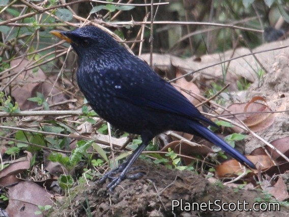Blue Whistling-Thrush (Myiophonus caeruleus)