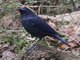 Blue Whistling-Thrush (Myiophonus caeruleus)