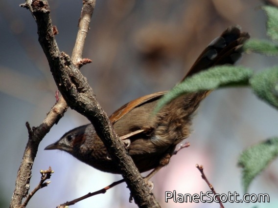 Streaked Laughingthrush (Trochalopteron lineatum)