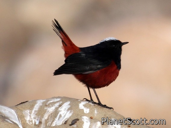 White-capped Redstart (Phoenicurus leucocephalus)
