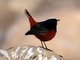 White-capped Water-Redstart (Chaimarrornis leucocephalus) Male