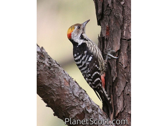 Brown-fronted Woodpecker (Dendrocopos auriceps)