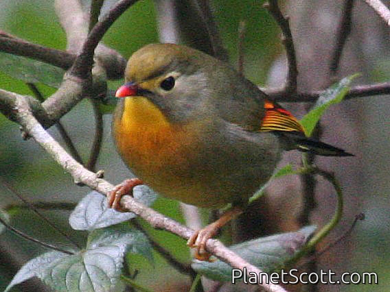 Red-billed Leiothrix (Leiothrix lutea)