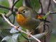 Red-billed Leiothrix (Leiothrix lutea)