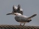 Crested Kingfisher (Megaceryle lugubris) 