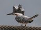 Crested Kingfisher (Megaceryle lugubris)