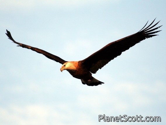 Pallas's Sea-Eagle (Haliaeetus leucoryphus)