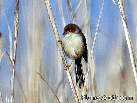 Yellow-eyed Babbler (Chrysomma sinense)