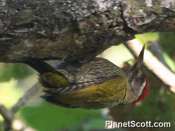 Scaly-bellied Woodpecker (Picus squamatus)
