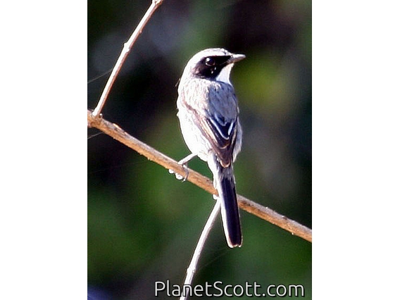 Grey Bushchat (Saxicola ferrea) Male