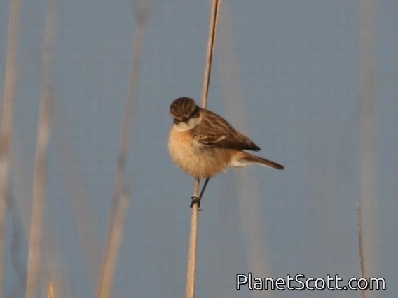 Grey Bushchat (Saxicola ferrea) Female