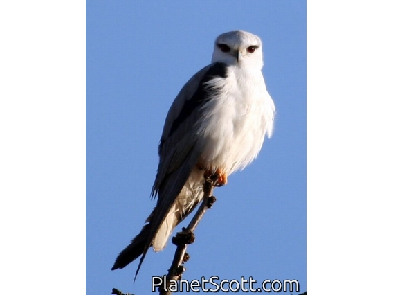 Black-shouldered Kite (Elanus caeruleus)