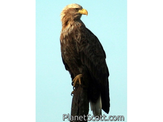 White-tailed Eagle (Haliaeetus albicilla)