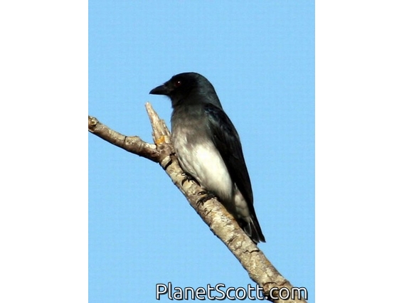 White-bellied Drongo (Dicrurus caerulescens)