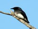 White-bellied Drongo (Dicrurus caerulescens)