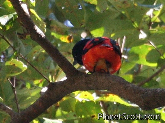 Scarlet Minivet (Pericrocotus flammeus)