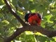 Scarlet Minivet (Pericrocotus flammeus)
