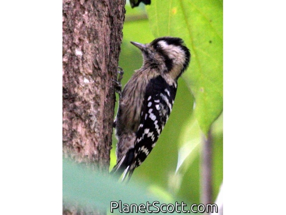 Grey-capped Woodpecker (Dendrocopos canicapillus)