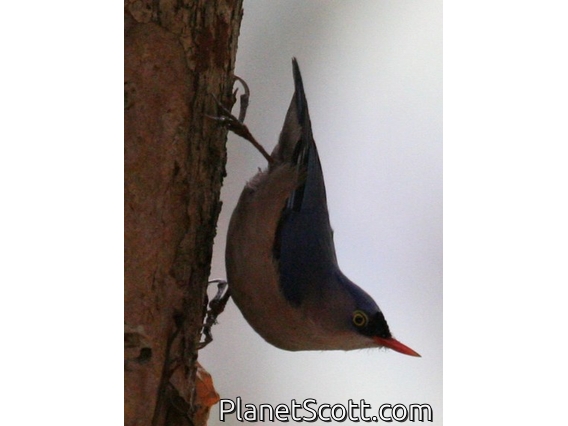 Velvet-fronted Nuthatch (Sitta frontalis)