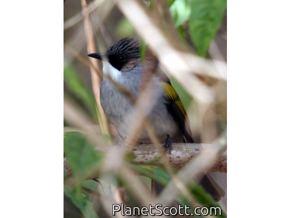 Ashy Bulbul (Hemixos flavala)