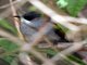 Ashy Bulbul (Hemixos flavala)
