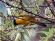 Black-crested Bulbul (Pycnonotus flaviventris)