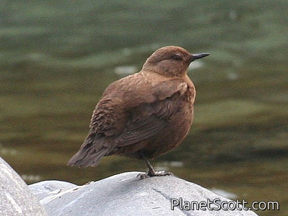 Brown Dipper (Cinclus pallasii)