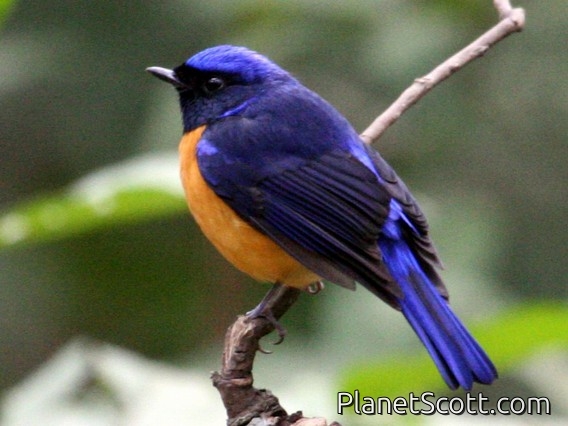 Rufous-bellied Niltava (Niltava sundara)