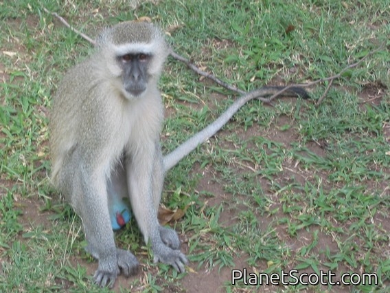 Images for Zambia