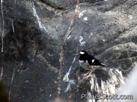 Little Forktail (Enicurus scouleri)