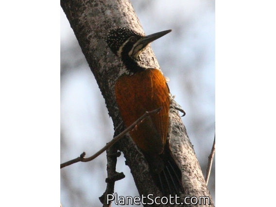Greater Flameback (Chrysocolaptes lucidus)