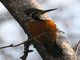 Greater Flameback (Chrysocolaptes lucidus)