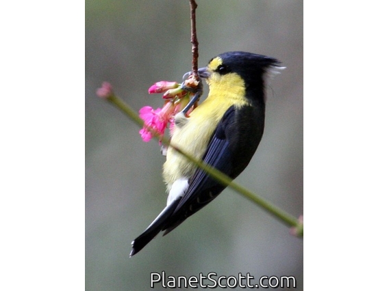 Yellow Tit (Machlolophus holsti)