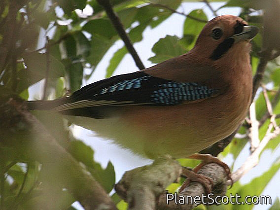 Eurasian Jay (Garrulus glandarius) 
