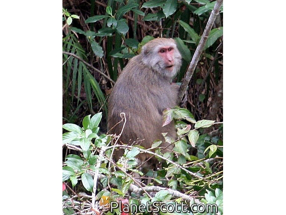 Taiwan macaque (Macaca cyclopis)