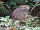 Taiwan macaque (Macaca cyclopis)